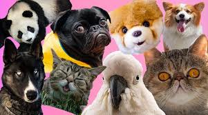 Evolution Is The Reason You Want To Watch Internet Cat Videos Department Of Media And Communication