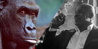 Mike Tyson Nearly Paid 10 000 To Fight A Silverback Gorilla