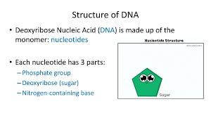 It stores instructions for making other large molecules, called proteins. Do Now I Have A Macromolecule Made Of Cho And Forms Chains Who Is It Ppt Download