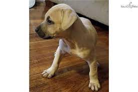 These american pit bull puppies located in pennsylvania come from different cities, including, york, shippensburg, reading, pittsburgh, philadelphia, phila, norristown, new castle, linesville, kulpmont, johnstown, arnold, allentown. Buckskin Pitbull Puppies Off 57 Www Usushimd Com