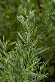 Image result for Pechuel-Loeschea leubnitziae