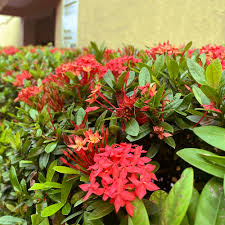 Image result for Ixora seretii
