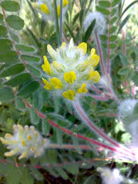 Image result for Dichilus reflexus