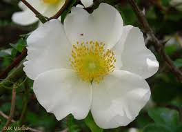 Image result for Rosa laevigata