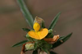 Image result for Stylosanthes fruticosa