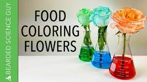 Them add 1ml of food colouring in four of the test tubes, with the help of a syringe (4 different colours and a control one with just water). Food Coloring Dyed Flowers Experiment Biology Youtube