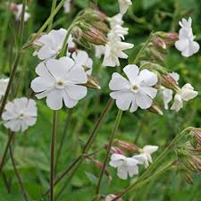 Image result for Silene