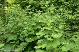 Image result for Lophacme parva