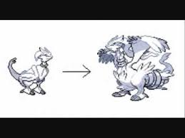 Evolved Reshiram Related Keywords Suggestions Evolved