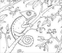 Add to favorites add this item to a list loading. Printable Chameleon Coloring Page Coloringbay