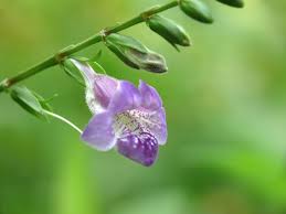 Image result for Asystasia glandulosa