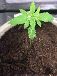 Forgot to mention this is my first grow too, but figured i'd throw my two sensemilla. First Time Grower A Week In Using Happy Frog Soil In An Indoor Tent About 4 Ft Tall Any Tips Or Advice Would Be Greatly Appreciated Happy Growing Everyone Thank You Microgrowery