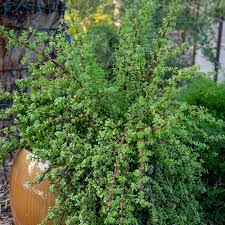 Image result for Grewia afra