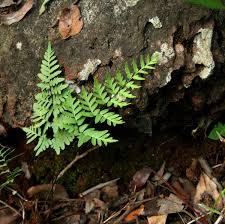 Image result for Cheilanthes viridis