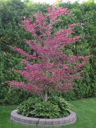 Day224 Birch Trees Landscaping Shade Garden Landscaping Trees