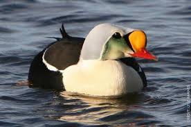 Black Water Bird With White Stripe On Head The King Eider Somateria Spectabilis Is A Large Sea Duck It Is Smaller Than The Common Eider The Male Is Black Body Whi Duck Species Beautiful Birds Birds