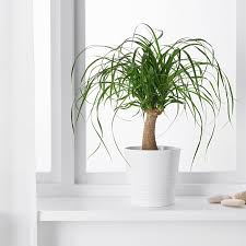 Ikea Beaucarnea Recurvata Pflanze Elefantenfuss Pflanzen Topfpflanzen Blumentopf