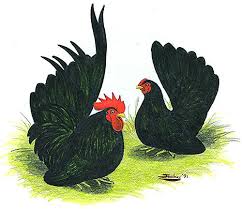 Maybe you would like to learn more about one of these? Murray Mcmurray Hatchery Black Japanese Bantams