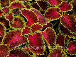 Image result for Coleus melleri