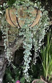 Long Hair Don T Care Dichondra Silver Falls How To Silver Falls Plant Silver Falls Dichondra Silver Falls