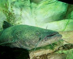 How much does a catfish grow in a year? Flathead Catfish Wikipedia