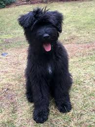 Le bouvier est un type de chien regroupant plusieurs races. Cute Puppy Bouvier Des Flanders Adorable Dog Puppy Love Cute Dogs Cute Puppies Puppies