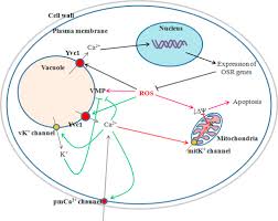 Meaning of the name origin of the name names meaning names starting with names of origin. Interaction Among The Vacuole The Mitochondria And The Oxidative Stress Response Is Governed By The Transient Receptor Potential Channel In Candida Albicans Sciencedirect