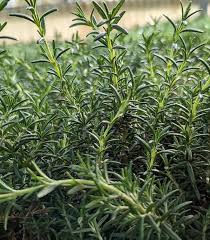 Image result for Rosmarinus officinalis