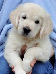 Ooooh He Was 2 Months Old Puppy Golden Retriever Retriever Puppy Labrador Puppy Training