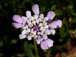 Image result for Impatiens psychadelphoides