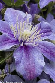Image result for Clematis villosa