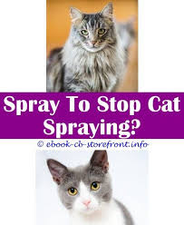 12 Inconceivable Cat Spraying Remover It Works