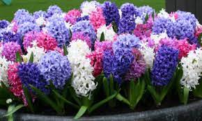 Maybe you would like to learn more about one of these? 6 Plants That Make Beautiful Easter Gifts