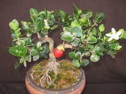 Image result for Carissa tetramera