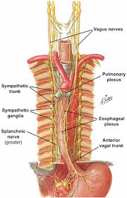 Clavicles * inner chest * lungs * pleura * sternum. Anatomy Of The Thoracic Wall Pulmonary Cavities And Mediastinum Springerlink