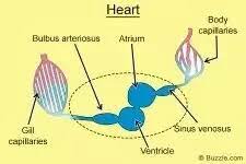 The teleost heart has four chambers. How Many Heart Chambers Are In A Fish How Do They Function Quora