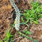 Image result for Chlorophytum africanum