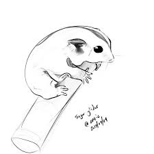 Sugar Glider Steemit