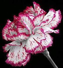 Carnation Carnation Flower Carnations Flowers