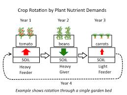 Crop Rotation Systems For Annual Vegetables Deep Green