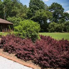 Image result for Scytopetalum pierreanum