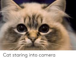 Cat Staring Into Camera Camera Meme On Me Me