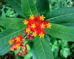 Milkweed Scarlet In 2020 Asclepias Milkweed Milkweed Plant