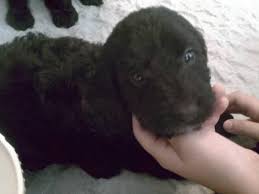 This helps us place each pup in a home where they will excel. Cockapoo Puppies Reg Ckc Apri For Sale In Brooksville Florida Classified Americanlisted Com