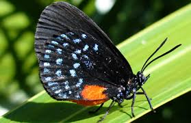 Check spelling or type a new query. A Nearly Extinct Butterfly Makes A Comeback In South Florida