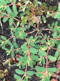 Image result for Euphorbia inaequilatera