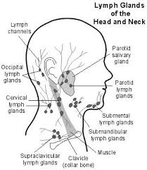 Glands Lymph Glands Swollen Lymph Nodes Lymph Nodes
