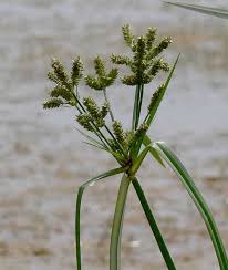 Image result for Cyperus alopecuroides