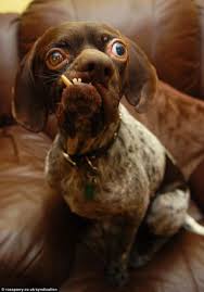 Pin On That S Attitude U just called my dog a rat and to kill it, thats nice to say the first time you are at someones. pin on that s attitude