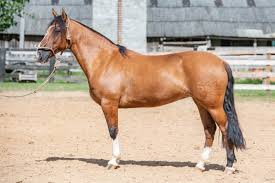 Cosas Del Campo - Venda de Cavalos Crioulos | Oportunidades